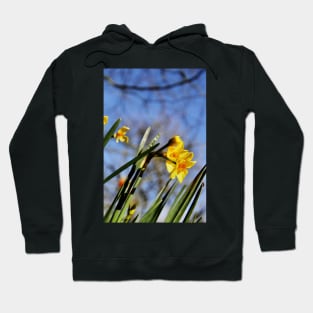 Golden Dawn Springtime Daffodil Hoodie